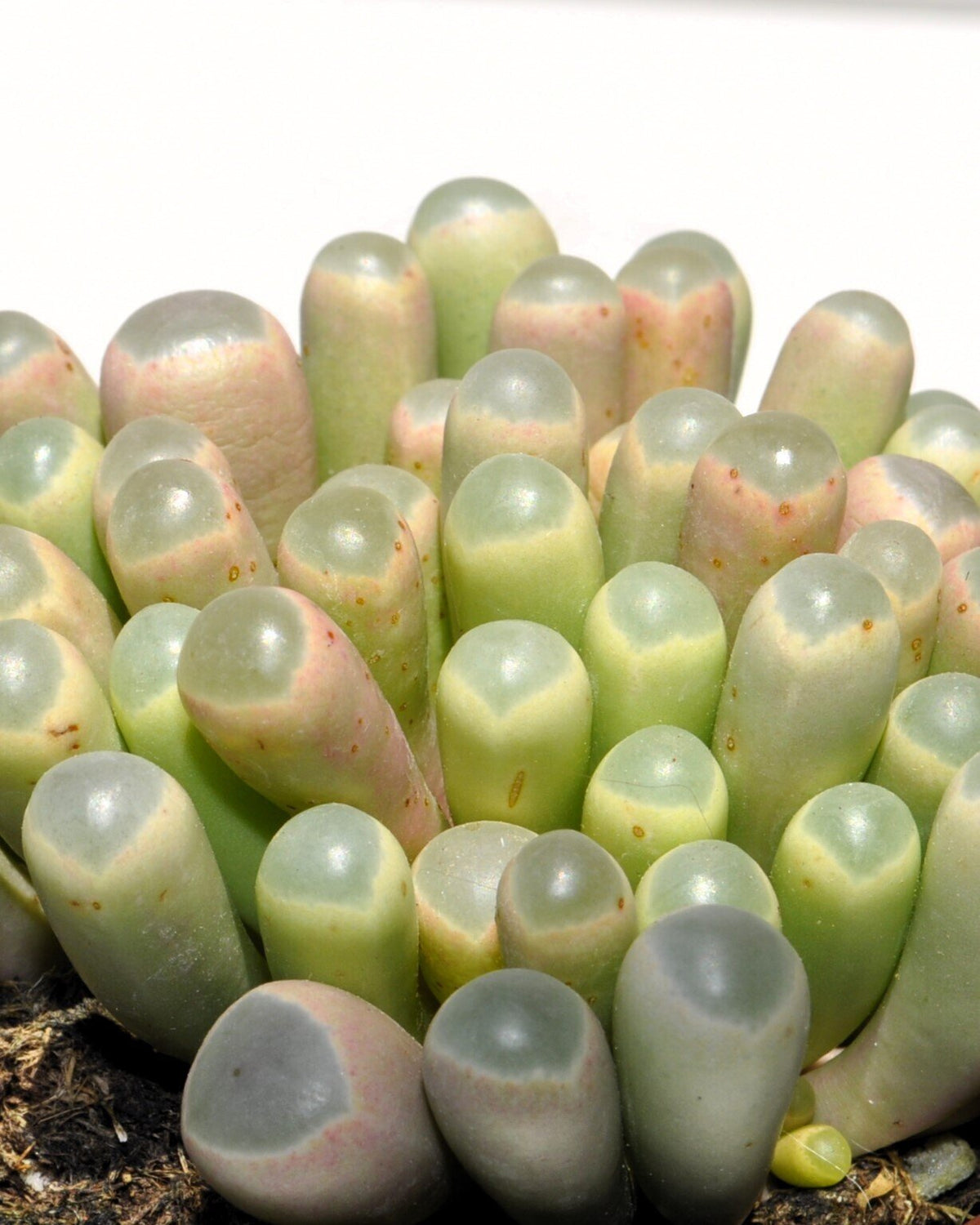 Fenestraria rhopalophylla subsp. aurantiaca (planta-janela)