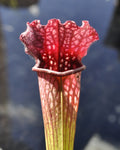 Planta carnívora Sarracenia sp. M5,5 (sarracenia)