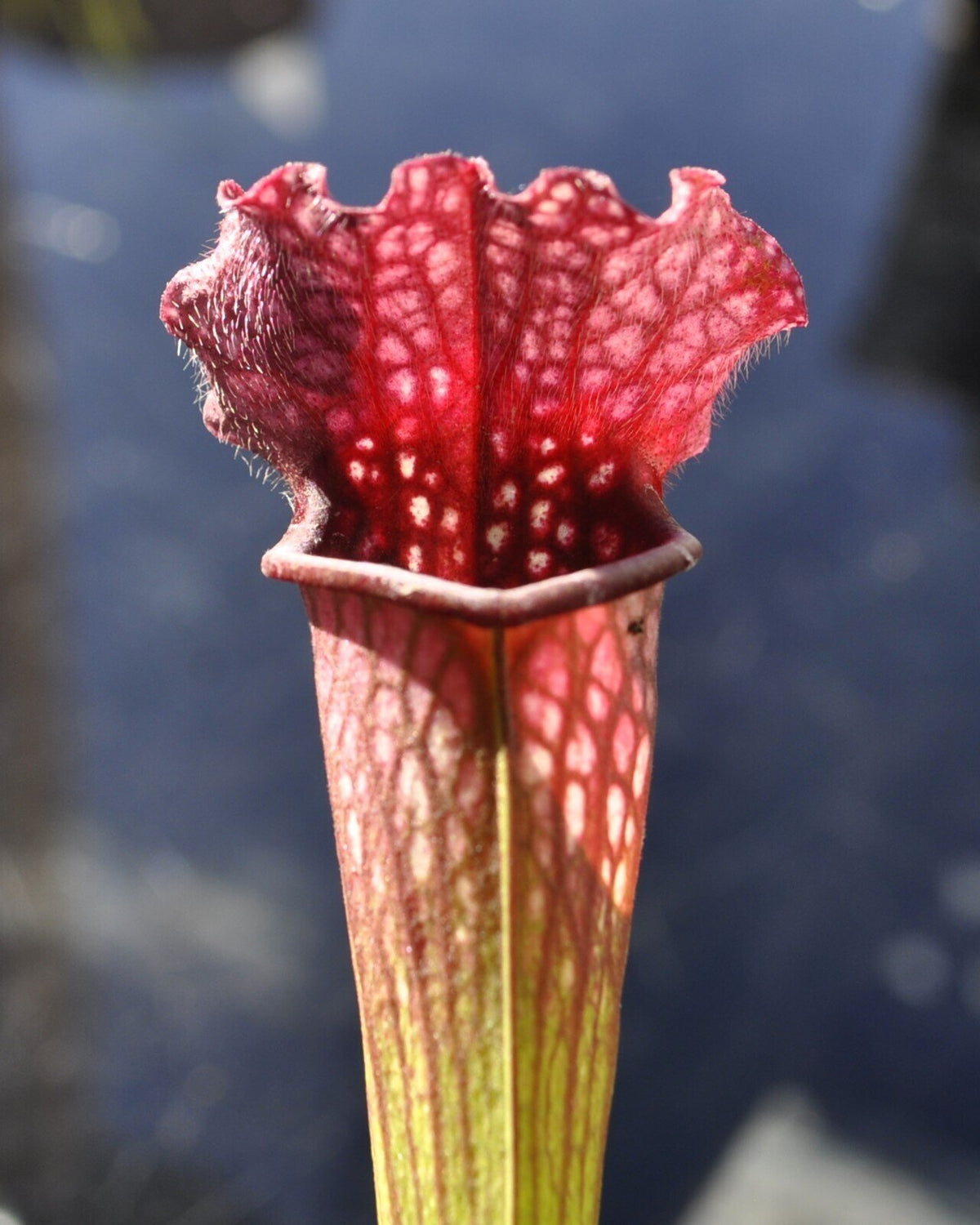 Planta carnívora Sarracenia sp. M5,5 (sarracenia)