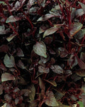 Ocimum basilicum var. purpurascens (albahaca púrpura) - Semillas