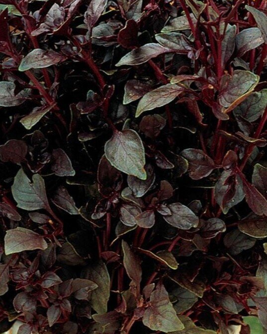 Ocimum basilicum var. purpurascens (albahaca púrpura) - Semillas