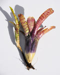 Neoregelia tigrina