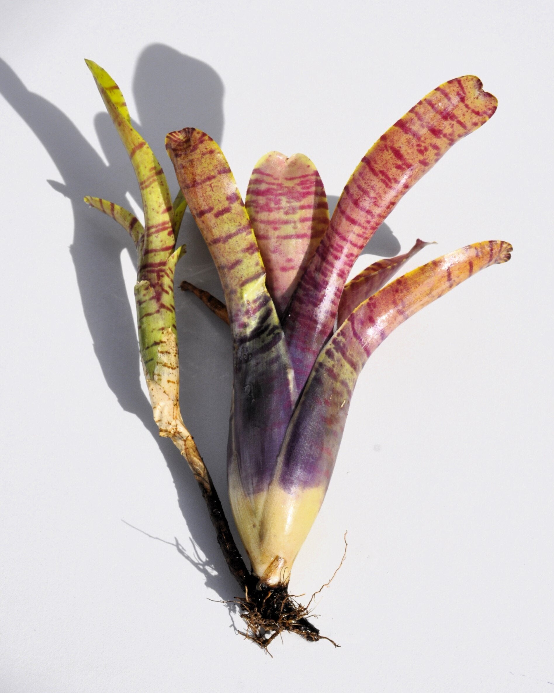 Neoregelia tigrina