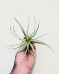 Tillandsia aeranthos 'Joseli'
