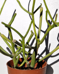 Euphorbia tirucalli (árvore-dos-lápis)
