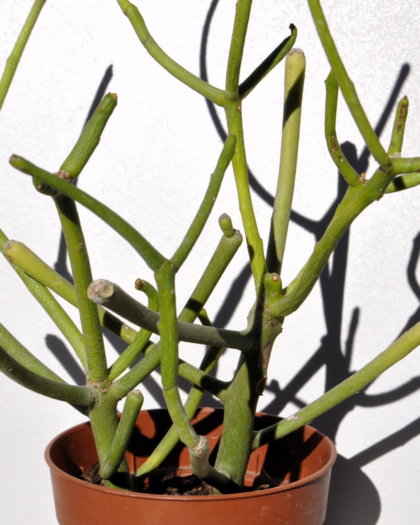 Euphorbia tirucalli (árvore-dos-lápis)