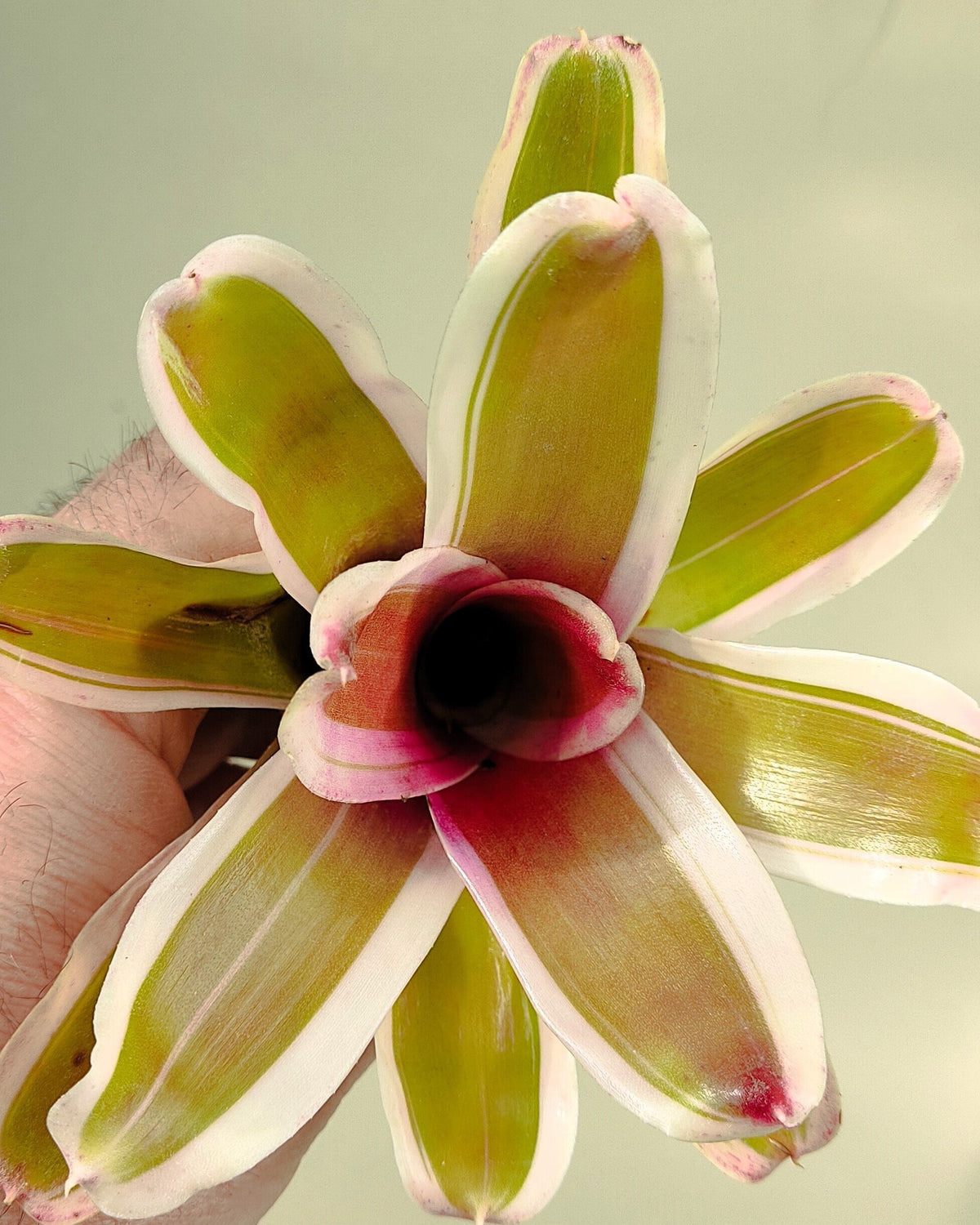 Neoregelia 'Pink'