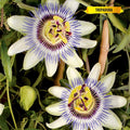 Passiflora caerulea (pasionaria, flor de la pasión) - Semillas