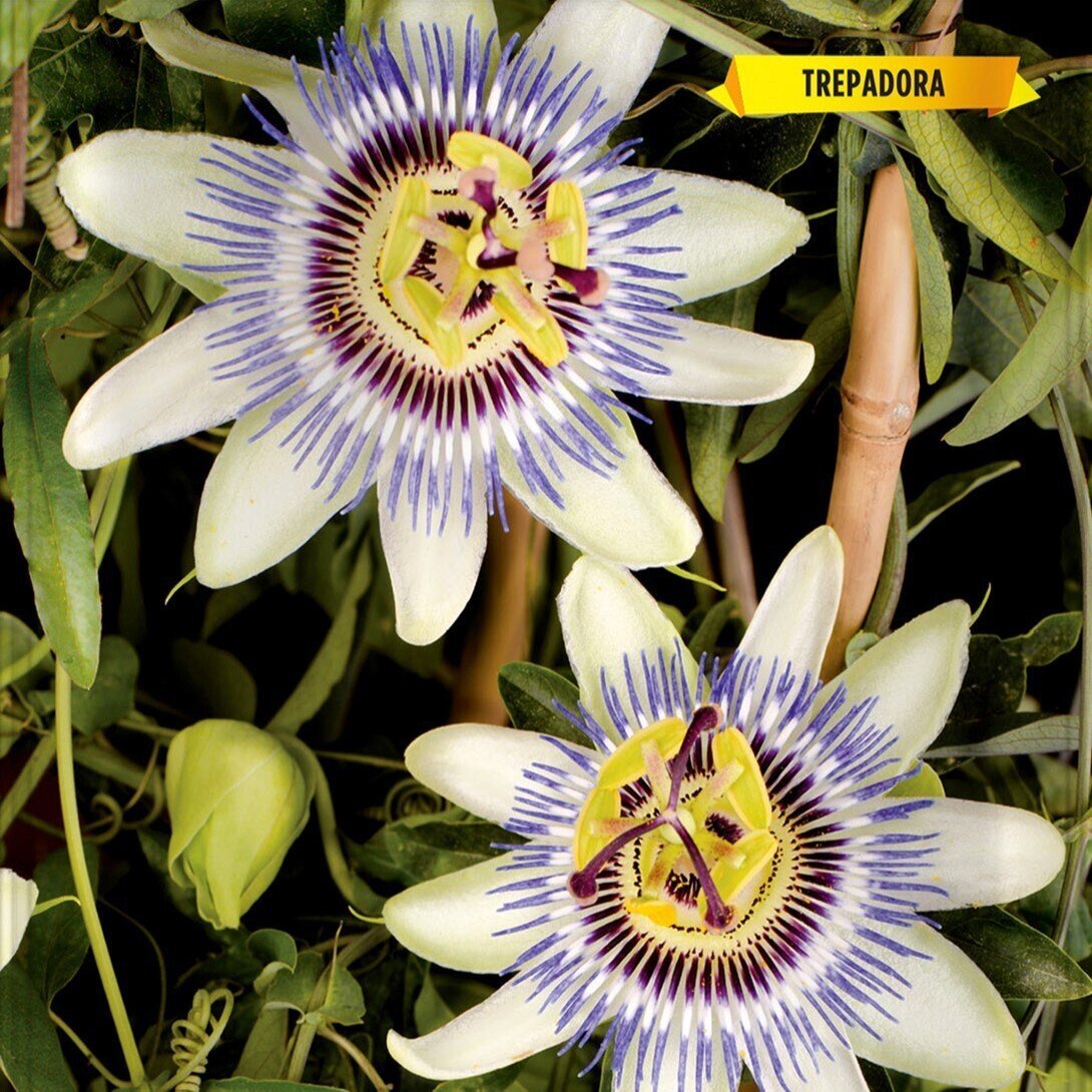 Passiflora caerulea (pasionaria, flor de la pasión) - Semillas