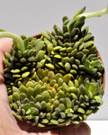 Anacampseros marlothii