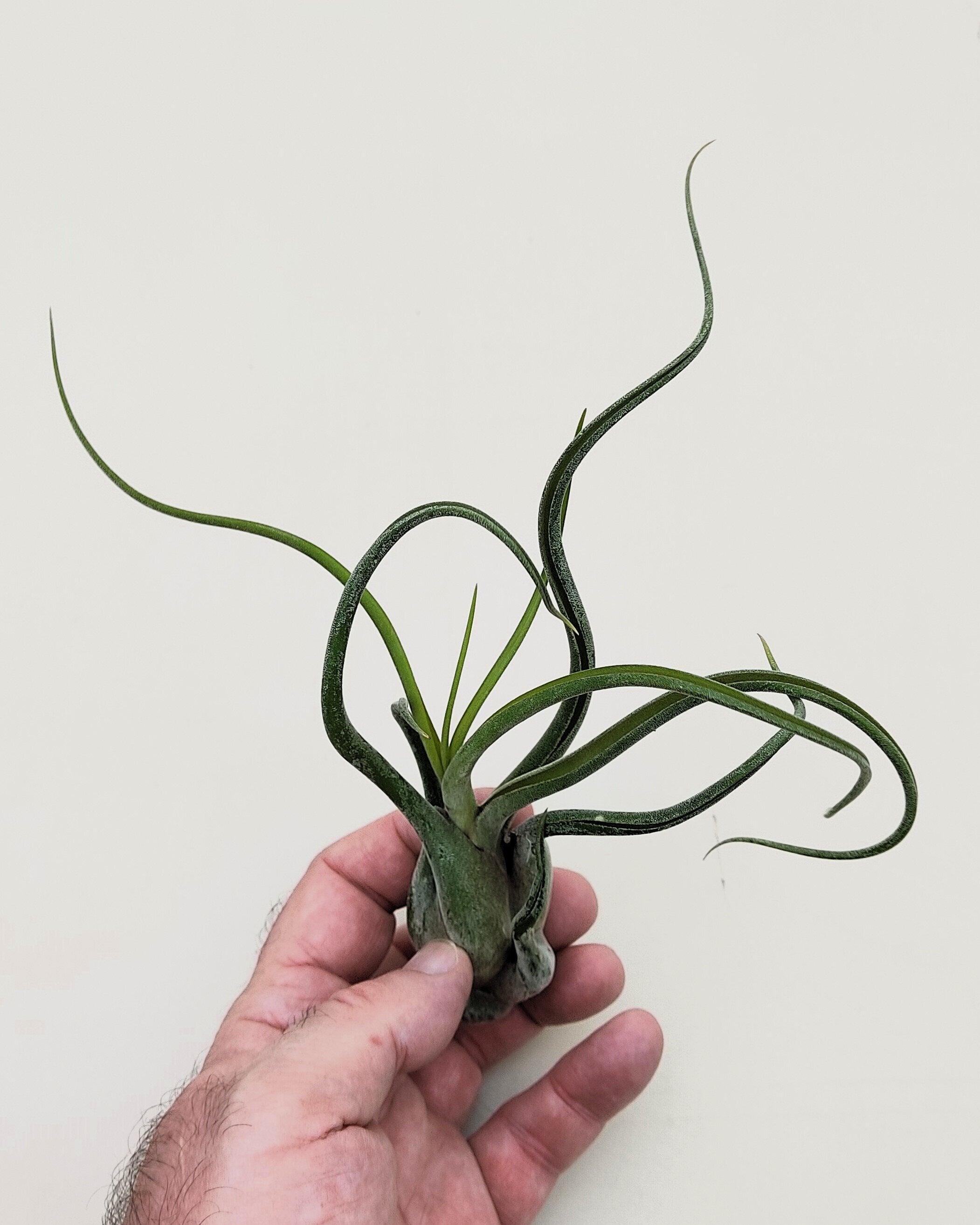 Tillandsia caput-medusae (planta pulpo) [medium]