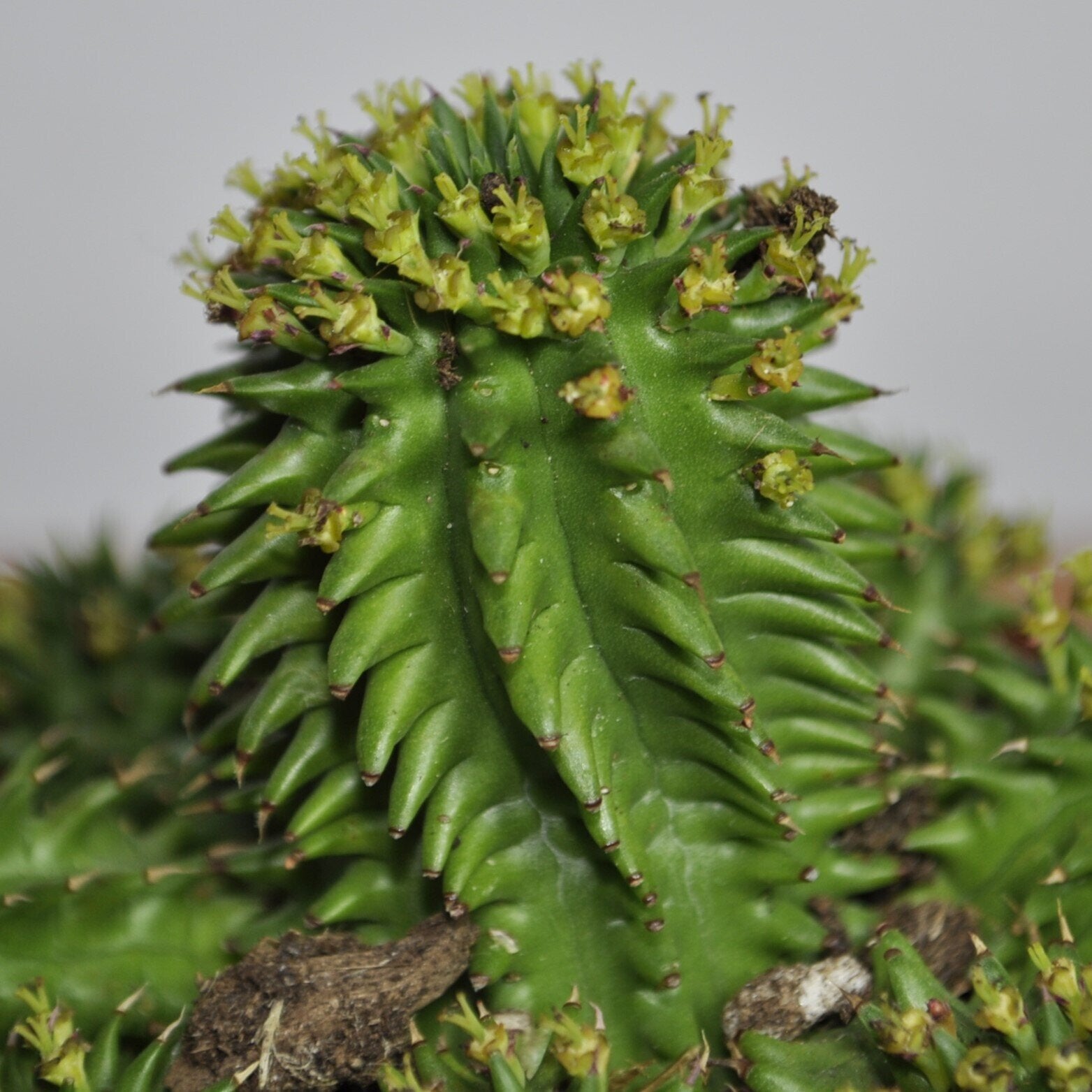 Euphorbia suzannae (= Euphorbia susannae)