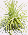 Tillandsia magnusiana