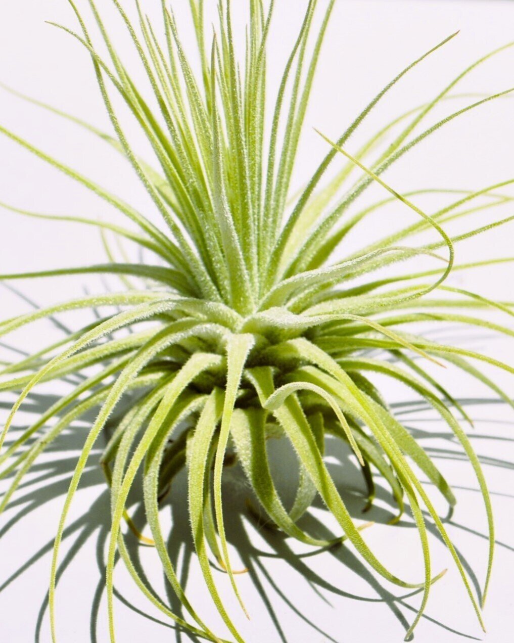 Tillandsia magnusiana