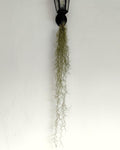 Tillandsia usneoides [XL] (barba de viejo [muy larga])