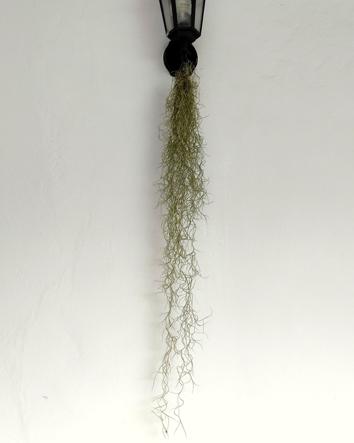 Tillandsia usneoides [XL] (barba de viejo [muy larga])