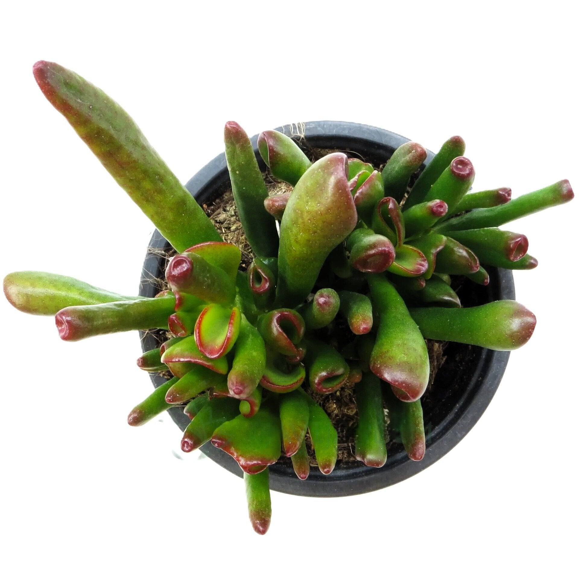 Crassula ovata 'Horn Tree'