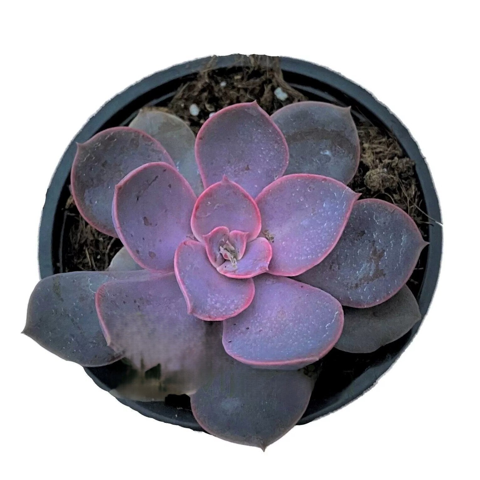 Echeveria 'Lynn'