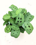 Maranta leuconera 'Kerchoveana'
