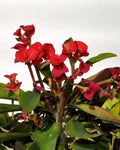 Euphorbia milii (coroa-de-cristo)