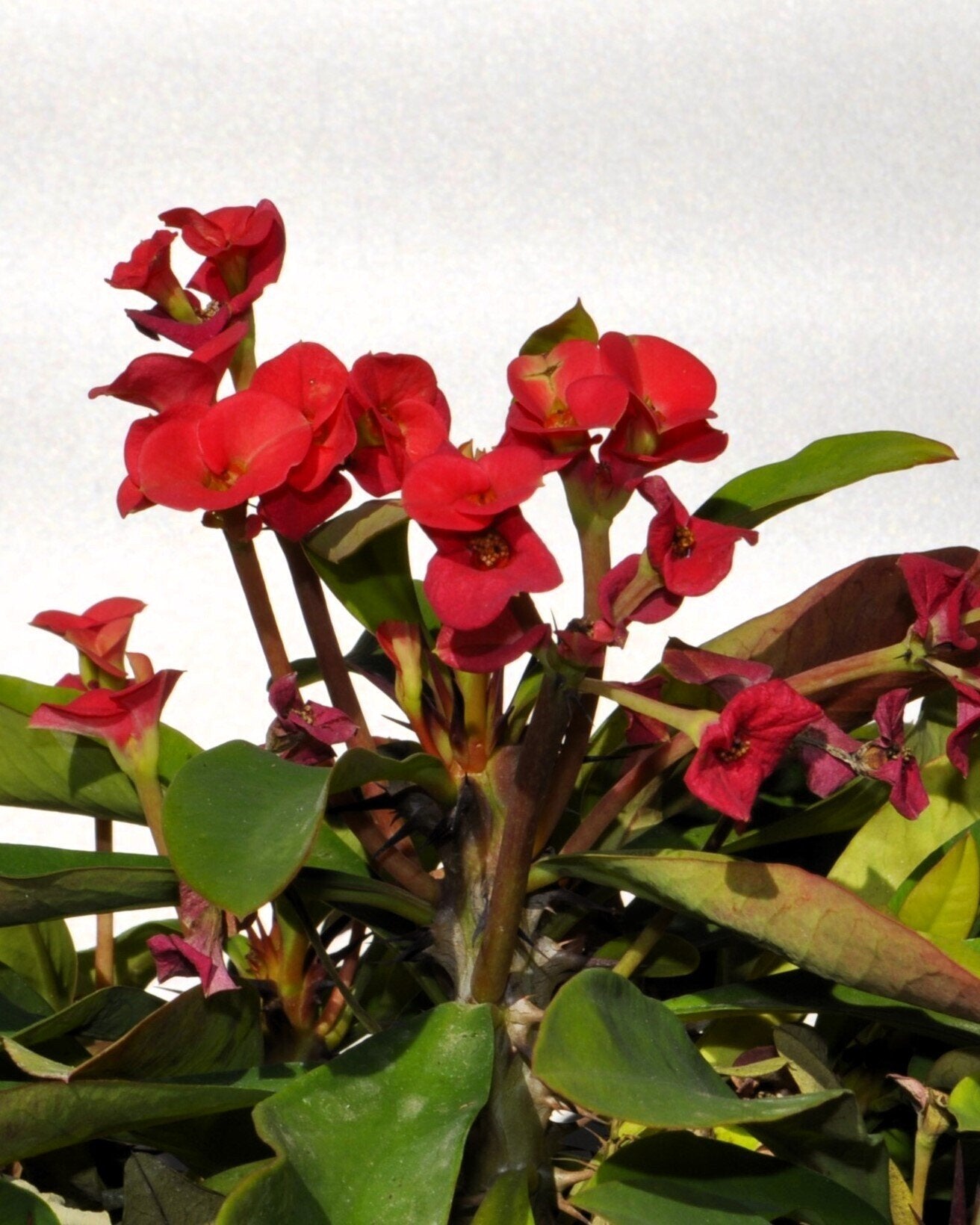 Euphorbia milii (coroa-de-cristo)