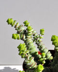 Crassula marnieriana Baby Jade Necklace (colar de jade, pagode chinês)