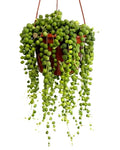 Senecio rowleyanus Híbrido [M15] (Colar de Pérolas Gigante)