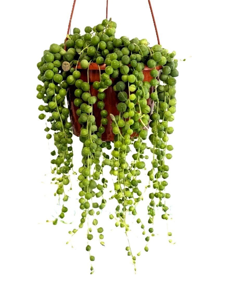 Senecio rowleyanus Híbrido [M15] (Colar de Pérolas Gigante)