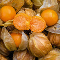 Physalis ixocarpa (tomatillo) - Semillas