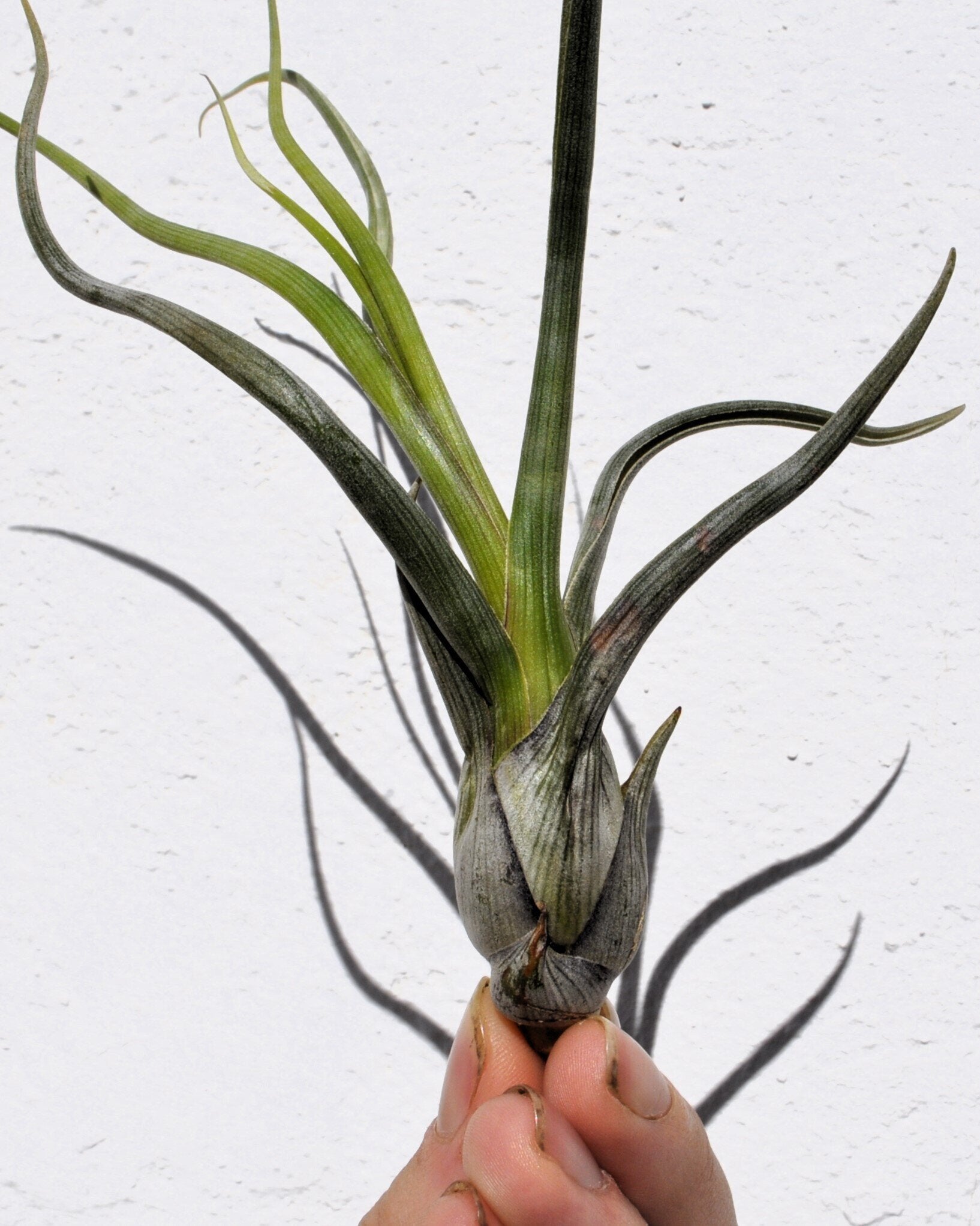 Tillandsia pseudobaileyi [médio]
