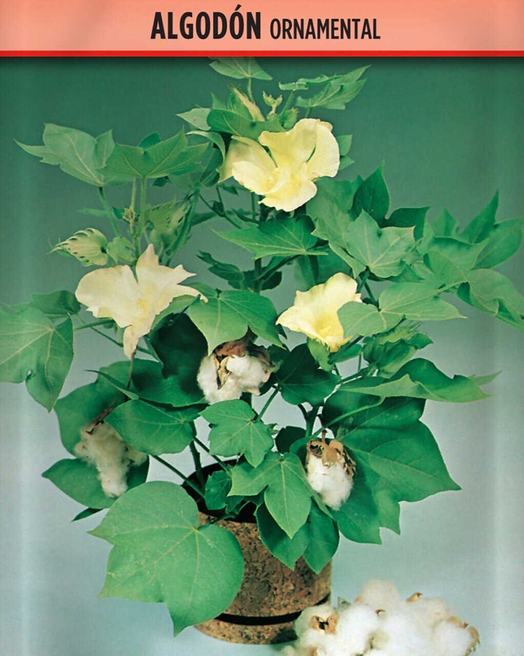 Gossypium herbaceum (algodoeiro ornamental) - Sementes