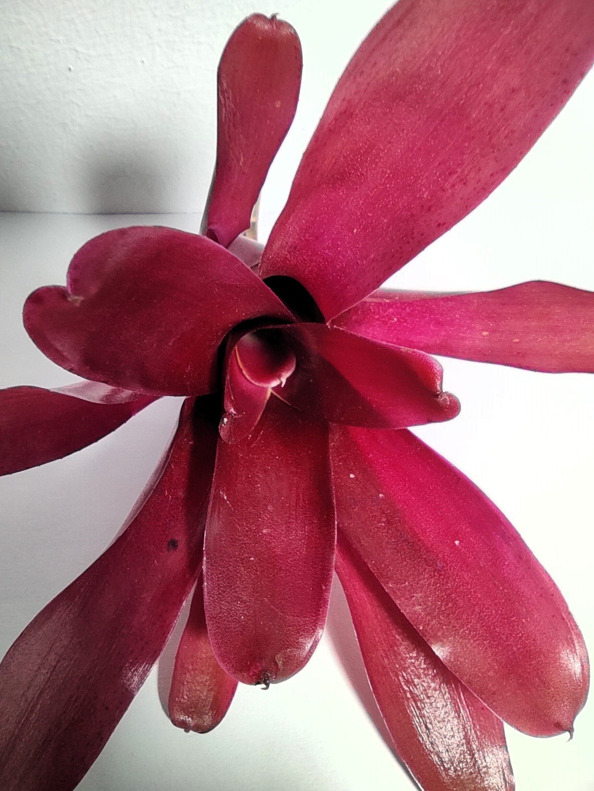 Neoregelia 'Super Fireball'