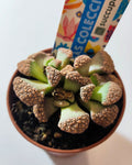 Titanopsis calcarea [pequena] (folha de cimento [pequena])