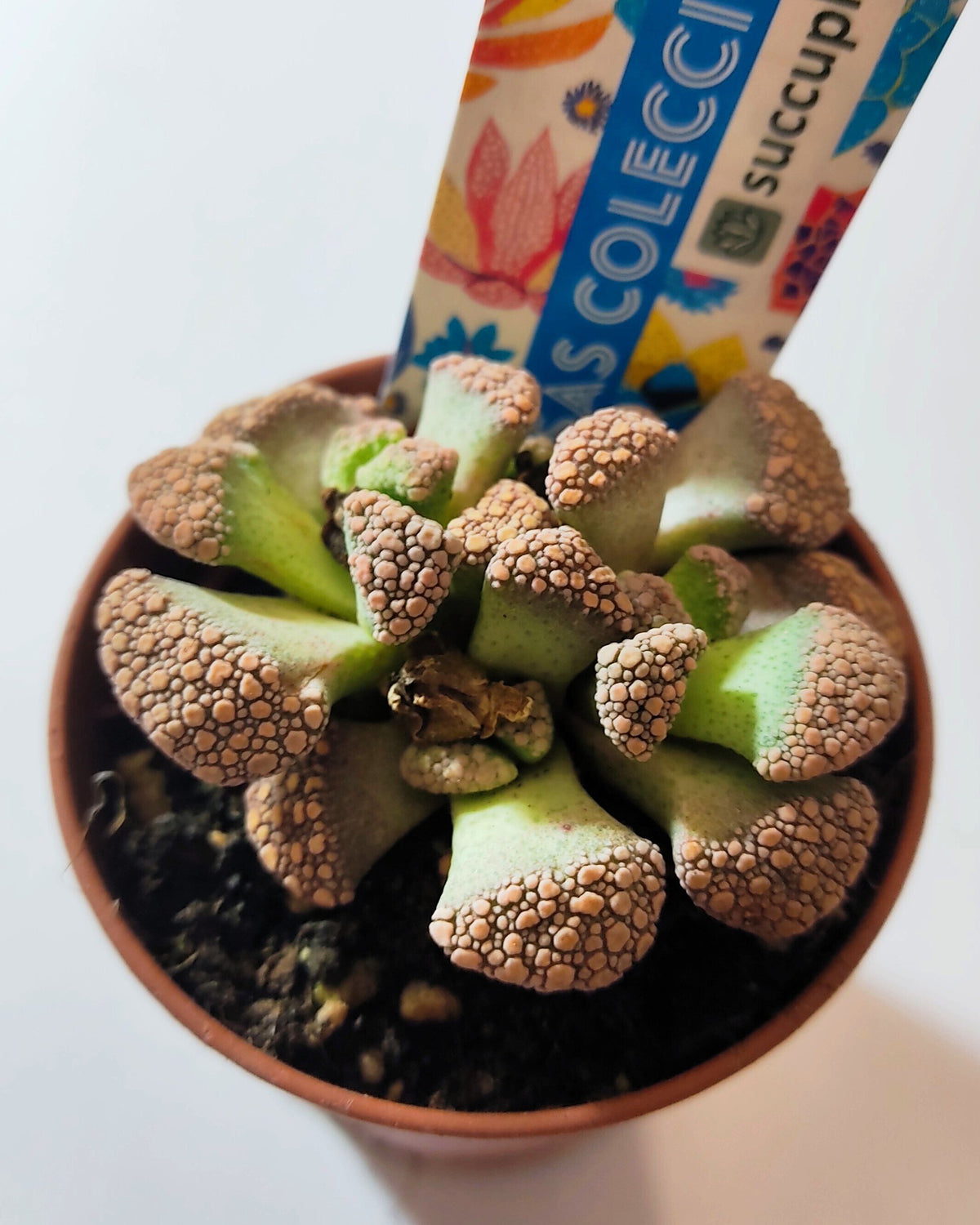 Titanopsis calcarea [pequena] (folha de cimento [pequena])