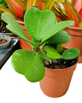 Hoya kerrii [trepadeira] (trepadeira coração)
