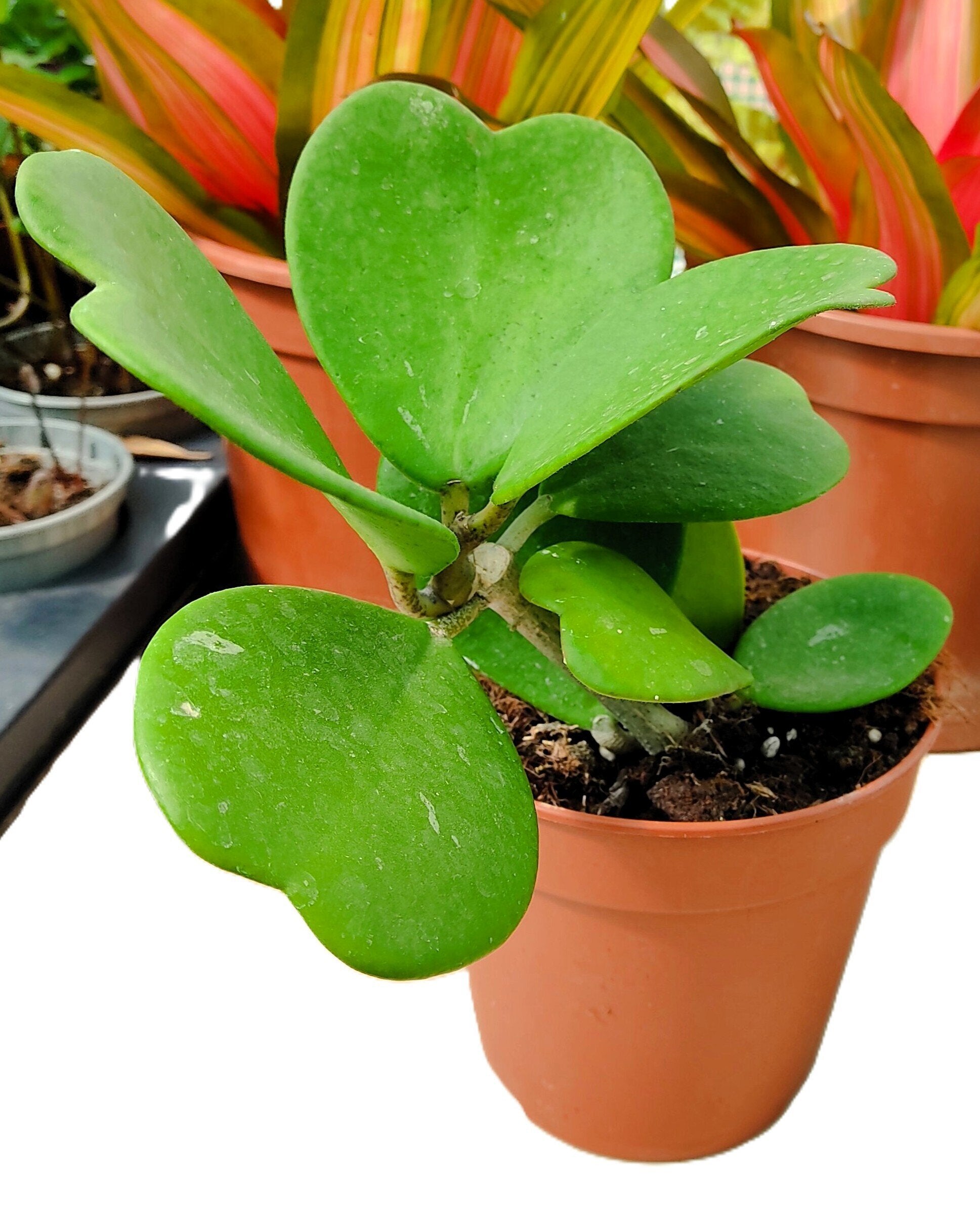 Hoya kerrii [trepadeira] (trepadeira coração)