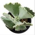 Cotyledon orbiculata 'Fighter'