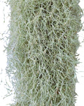 Tillandsia usneoides [standard] L (barba-de-velho [longa e larga])