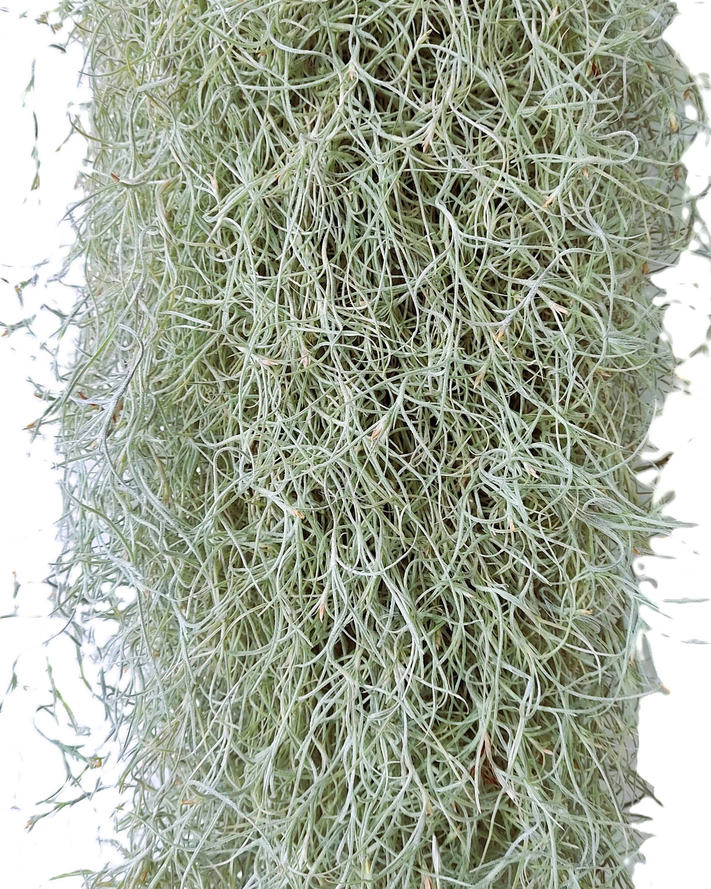 Tillandsia usneoides [standard] L (barba-de-velho [longa e larga])