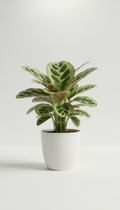 Calathea orbifolia en maceta cerámica blanca