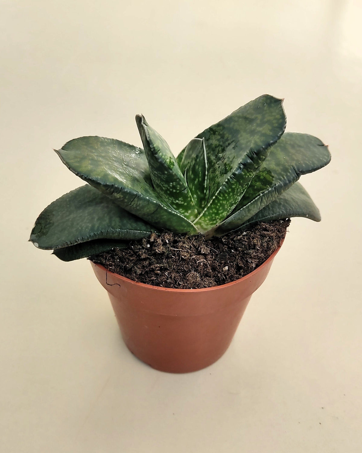 Gasteria sp. (gasteria)