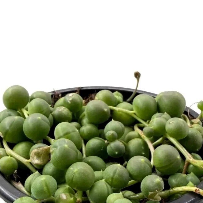Senecio rowleyanus Híbrido [M10,5] (colar de pérolas gigante)