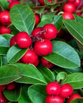 Gaultheria procumbens 'Big Berry' (gaulteria)