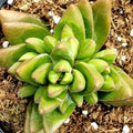 Crassula 'Ben' (Crassula benjamim)