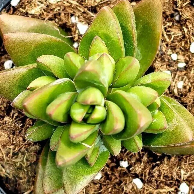 Crassula 'Ben' (Crassula benjamim)
