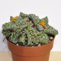 Faucaria tuberculosa Super Warty (faucaria Super Verrugosa)