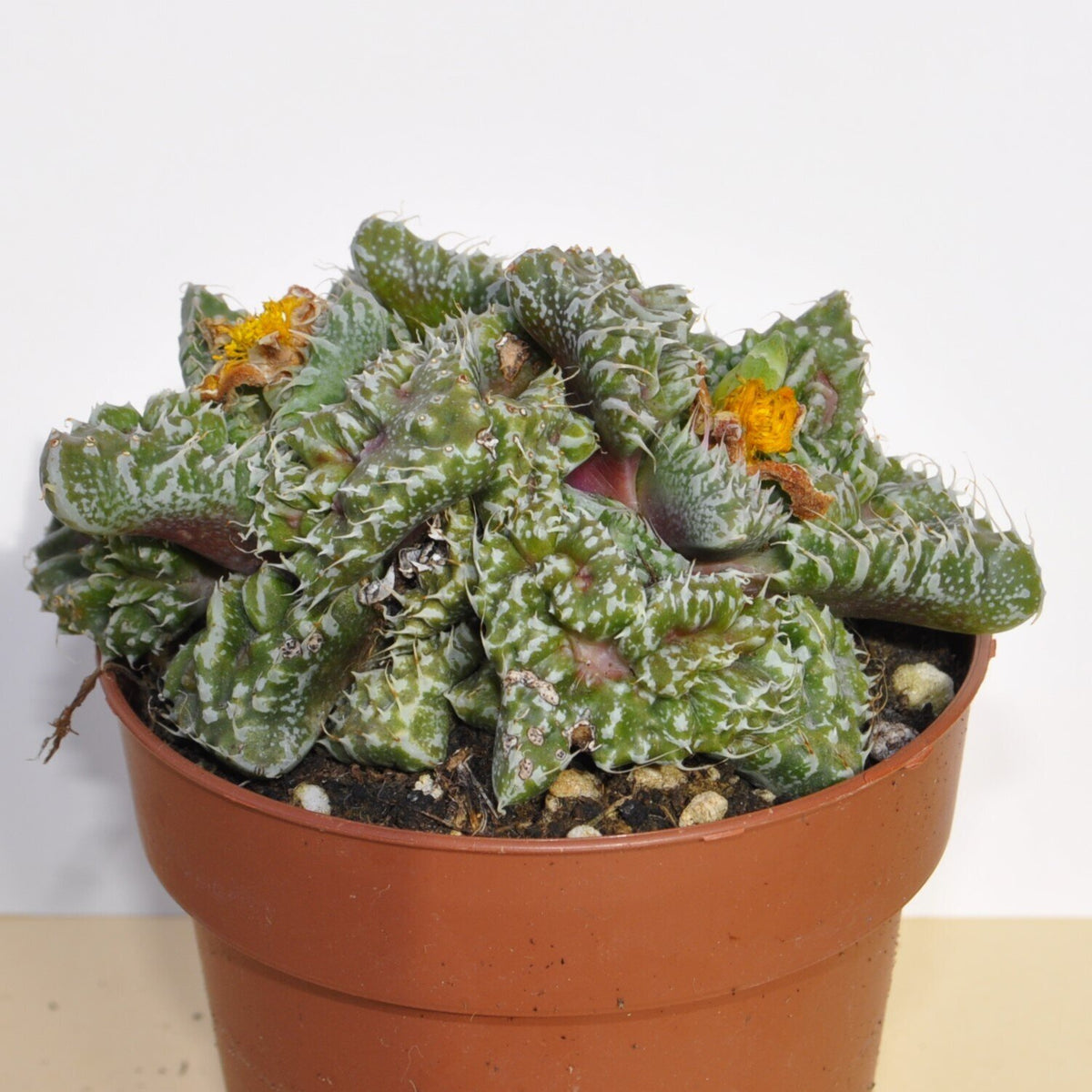 Faucaria tuberculosa Super Warty (faucaria Super Verrugosa)