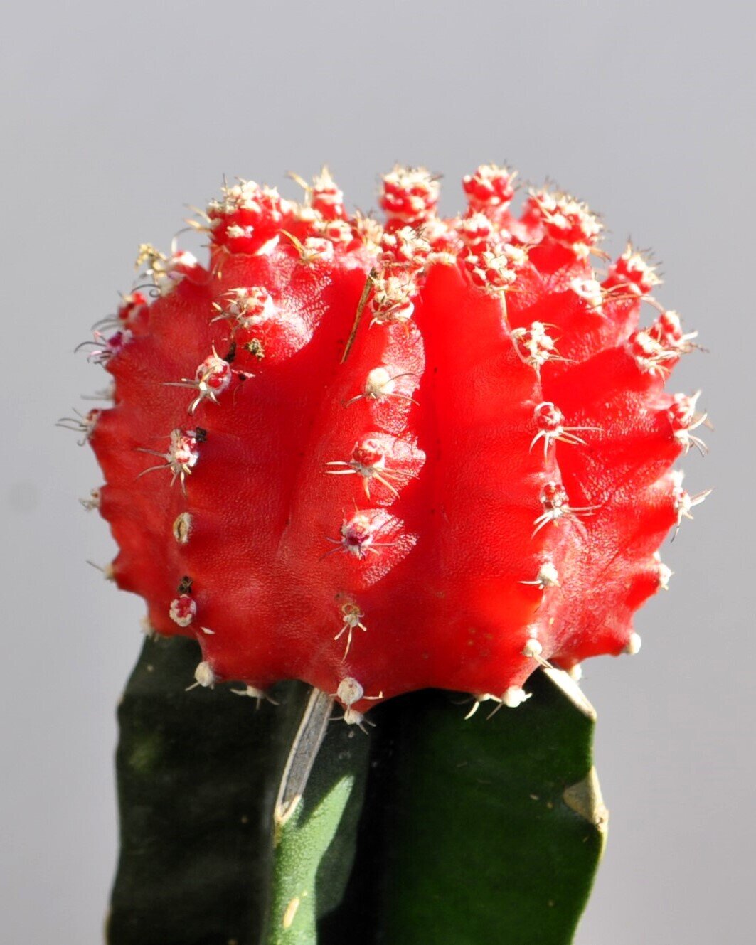 Gymnocalycium mihanovichii enxertado - vermelho
