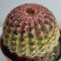 Echinocereus rigidissimus Rubispinus (cato-arco-íris)