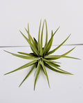 Tillandsia velutina